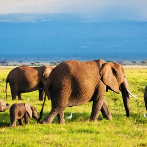 10 Days Kenya Safari & Beach Holiday – Tsavo, Amboseli & Diani