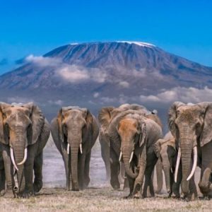 3-Day Amboseli Safari from Nairobi | Big Five and Kilimanjaro Views