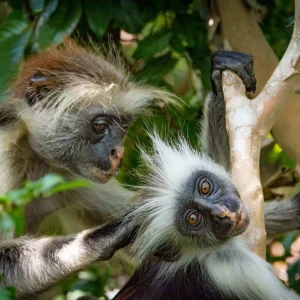 7 DAYS UGANDA: THE PERFECT FAMILY SAFARI