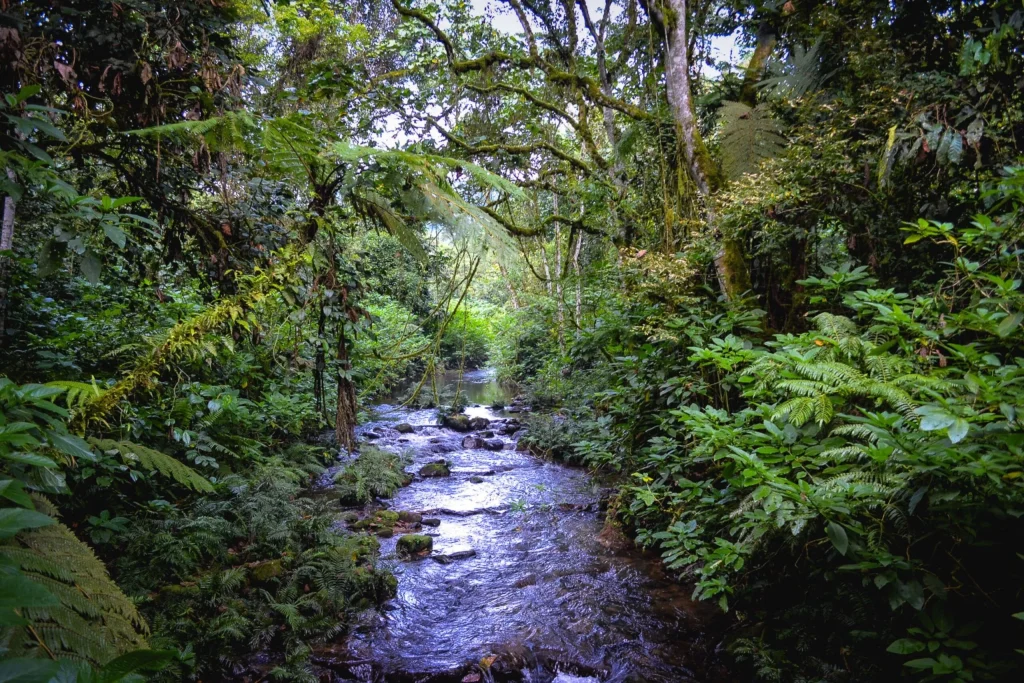 Hiking trail through Bwindi Impenetrable National Park
