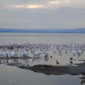 5-Day Lake Naivasha, Lake Nakuru & Maasai Mara Wild Safari