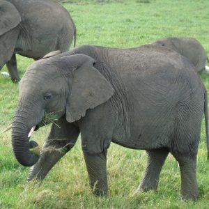 3 days Masai Mara Private Safari