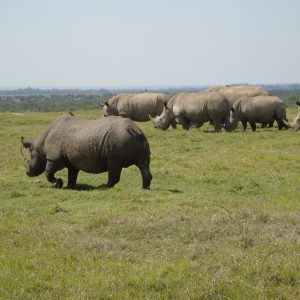 8 Days Wild Safari. Olpejeta, Lake Nakuru, and Maasai Mara.