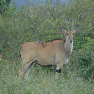 5-Day Magical Kenya Safari: Lake Naivasha, Lake Nakuru & Masai Mara