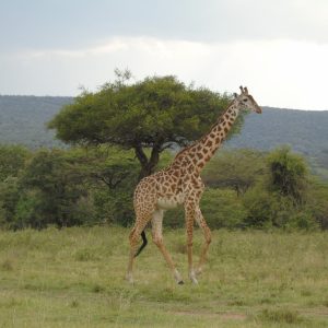 4 Days Lake Nakuru National Park & Maasai Mara Big Five Safari