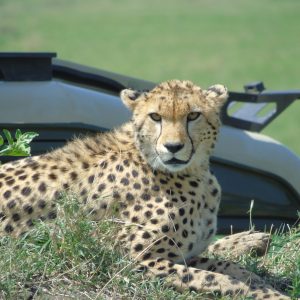 10 Days Kenya Wild Safari: Maasai Mara, Amboseli & Coastal Bliss