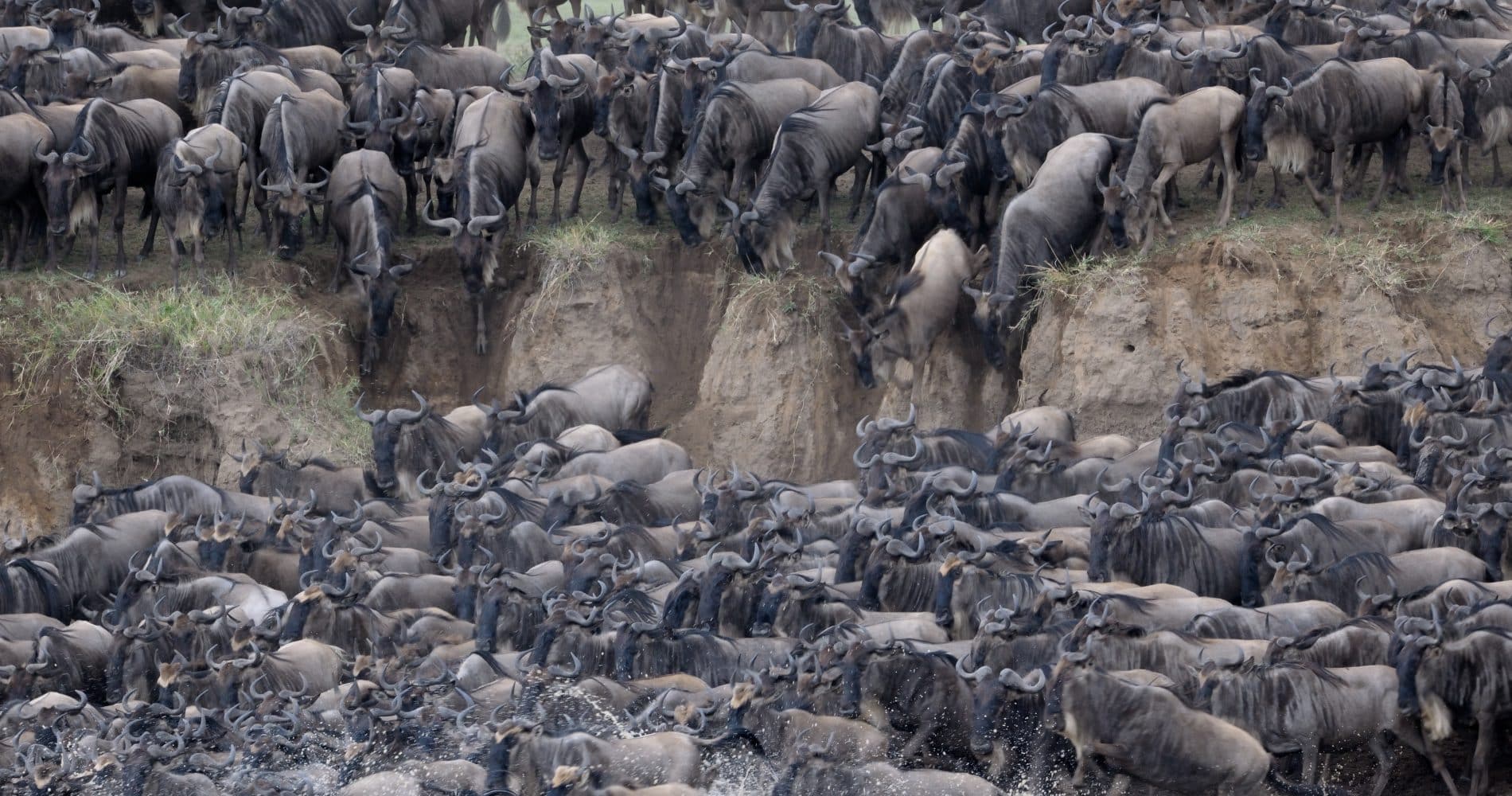 Wildebeest crossing the Mara River during the Great Migration