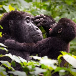 9 DAYS UGANDA: VISITING GORILLAS AND CHIMPANZEES