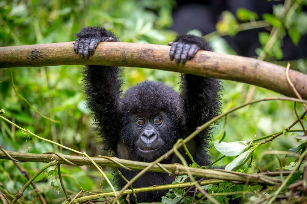 Baby mountain gorilla in Bwindi Impenetrable National Park, Uganda
