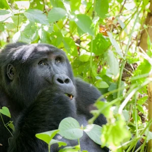 5 days Uganda: Gorilla galore