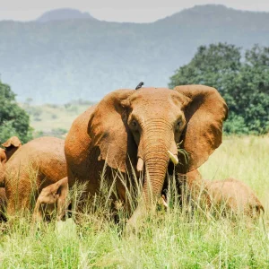 3 days Joining Masai Mara Safari (Daily Departures)