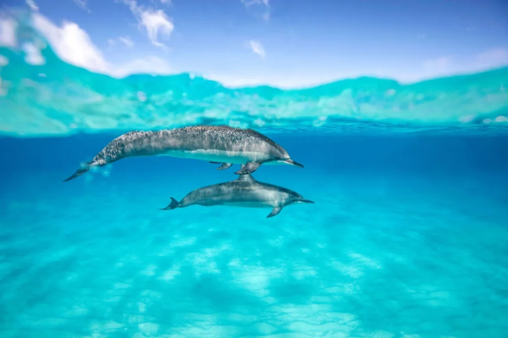 Scuba diving at Kisite Marine Park near Diani