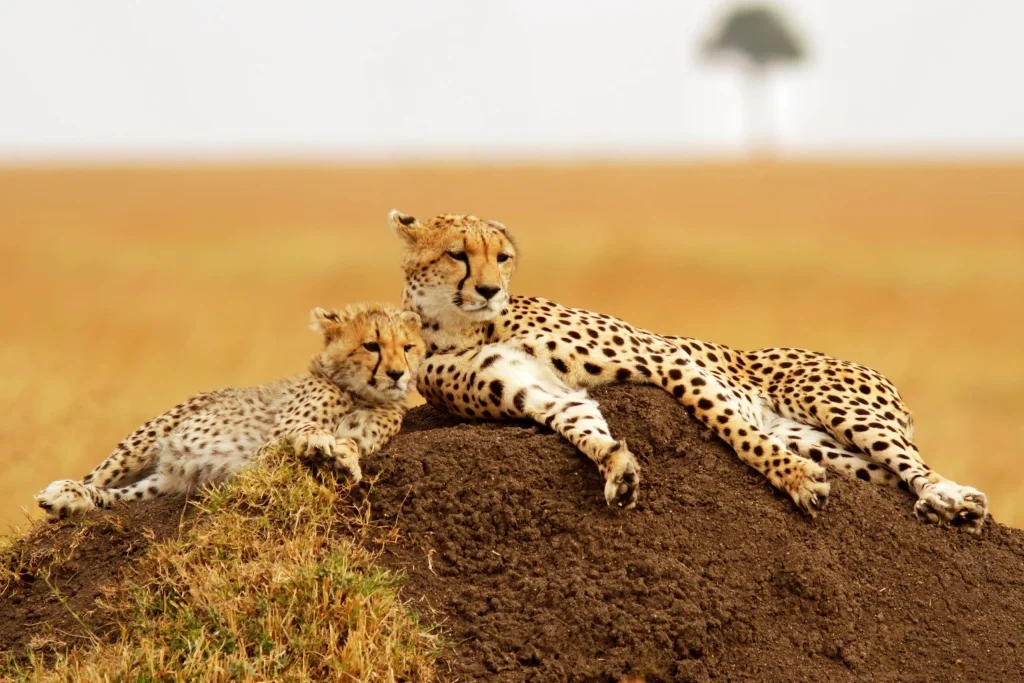 Cheetah on the open plains of the Masai Mara