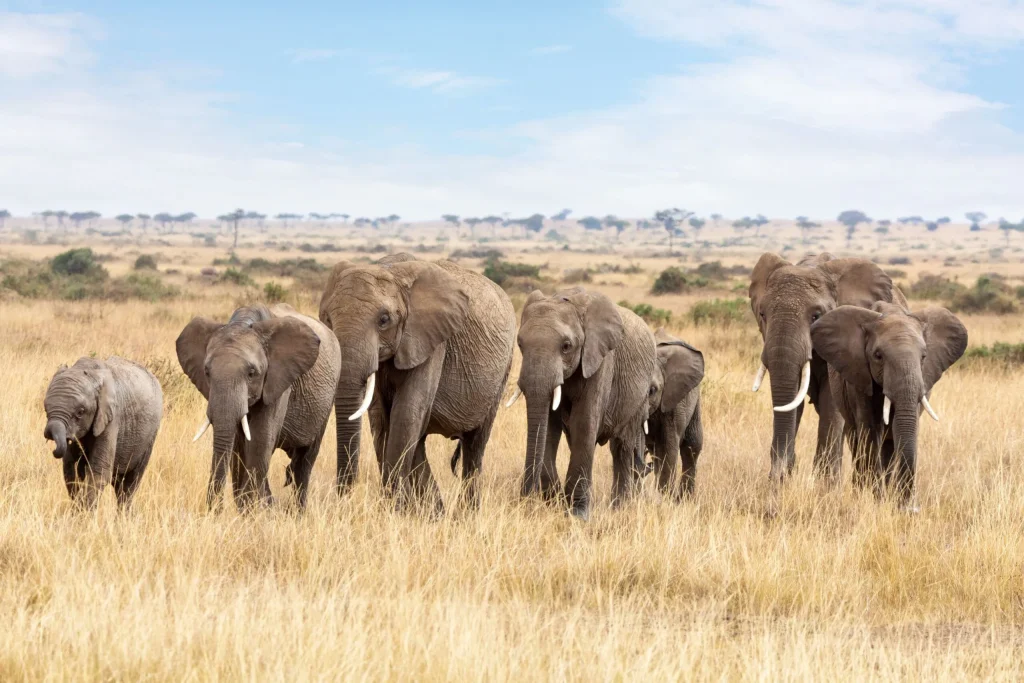 Elephants grazing in the Masai Mara