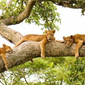 4-Days Queen Elizabeth National Park Safari from Kampala