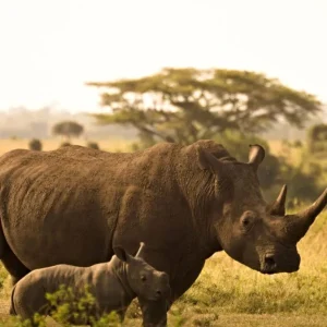 10 Days Uganda: Safari Among Wild Rhinos, Forests & Lakes