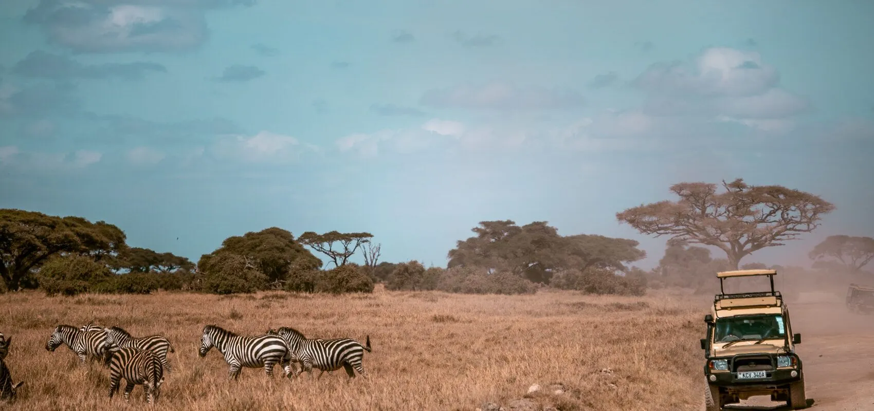 Zebras beside a safari jeep in Kenya