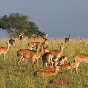 8 Days Samburu, Ol Pejeta, Lake Naivasha & Maasai Mara Safari