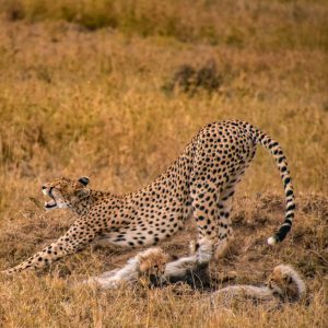 7-Day Kenya Safari & Beach Holiday: Maasai Mara, & Diani Beach