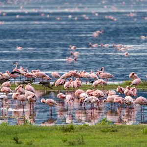 12 Days Tanzania Wild Safari Adventure & Zanzibar Beach Holiday