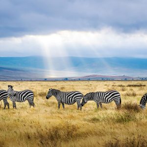 7 Days Tanzania Wild Safari – Tarangire, Serengeti & Ngorongoro