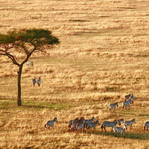 8 - Days Kenya Wild Safari & Diani Beach Holiday Tour