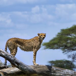 5 Days Tanzania Wild Safari: Arusha, Serengeti , & Ngorongoro.