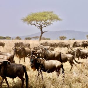 3 Days Serengeti Luxury Safari – The Big Five & Migration Adventure