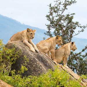 3 Days Tsavo East Kenya Wild Safari from Mombasa