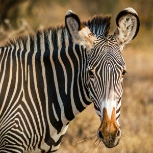 5 Days Samburu National Reserve & Buffalo Springs Wild Safari