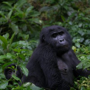 6-Day Rwanda Gorilla Trecking & Wildlife Safari Adventure