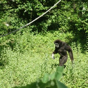 4 Classic Rwanda Gorilla Trekking Safaris Rwanda