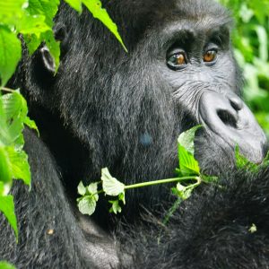 3- Days Gorilla Trekking Safari – Rwanda