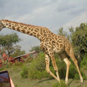 4-Day Lake Naivasha, Hell’s Gate & Maasai Mara Adventure Safari