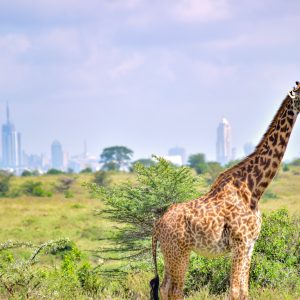 NAIROBI CITY TOUR