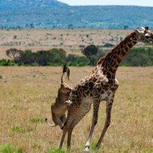 4 Maasai Mara Safari from Nairobi - Kenya Wildlife Tour